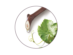 Viniferina