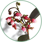 Acide salicylique naturel