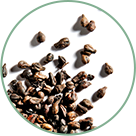 Polyphénols de raisins
