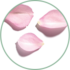 Hydrolat de rose bio