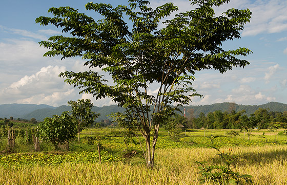 Chiang Mai – Thailand