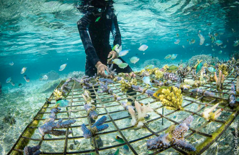 Indonésie CORAL GUARDIAN