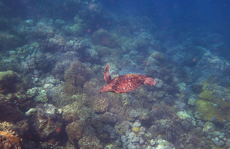 REEF WORLD